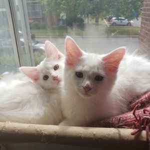 Meet your Posher, Ramy